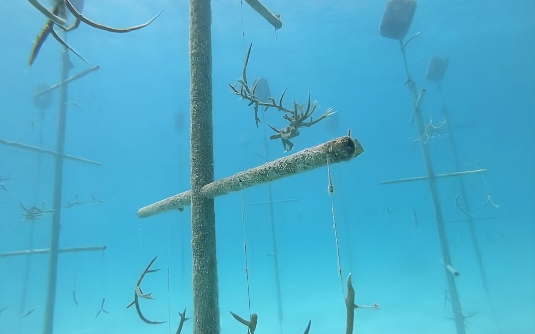 RIU – Schritt für Schritt zu einem nachhaltigen Tourismus mit Zukunft