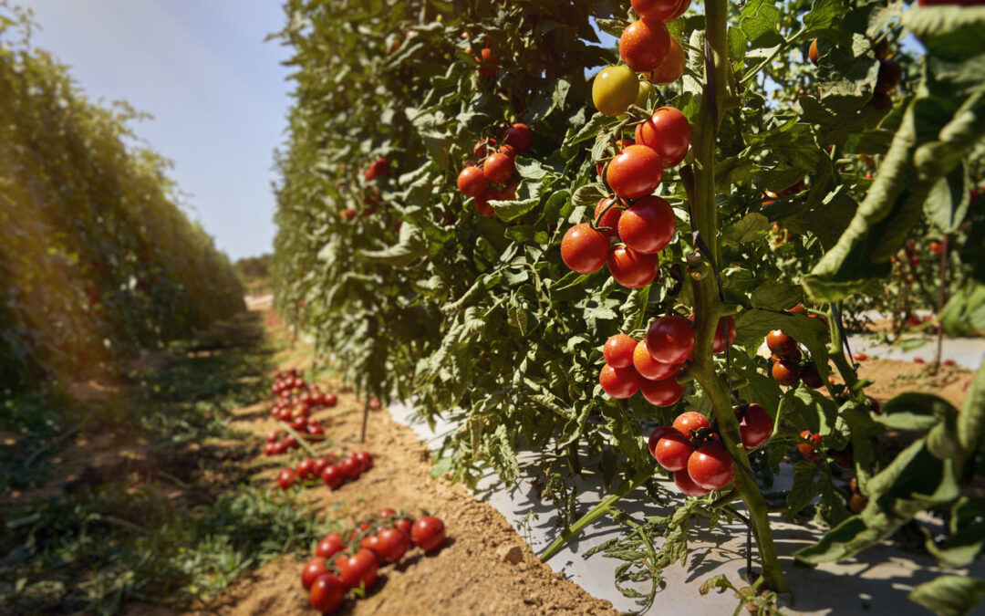 Mehr Mallorca auf dem Teller – RIU setzt auf Regionalität