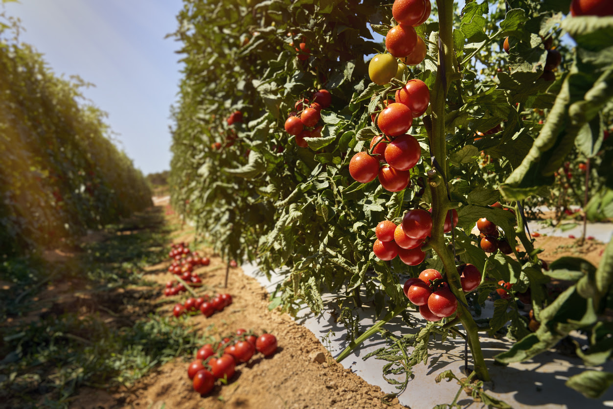 Large-scale vegetable production. Tomato field in Mallorca, Spain. Summer 2020